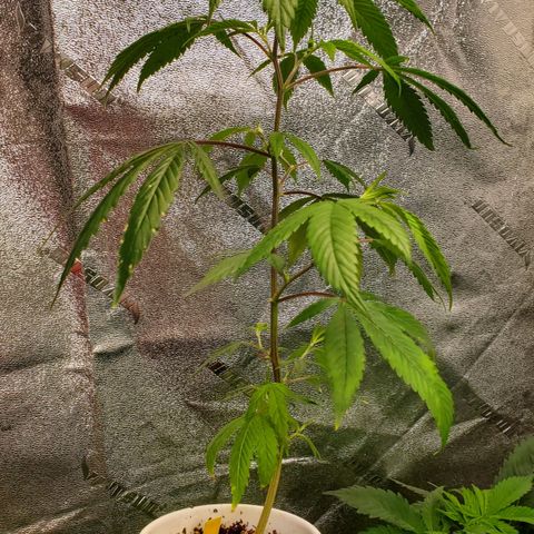 GSC1 growlog timeline photo