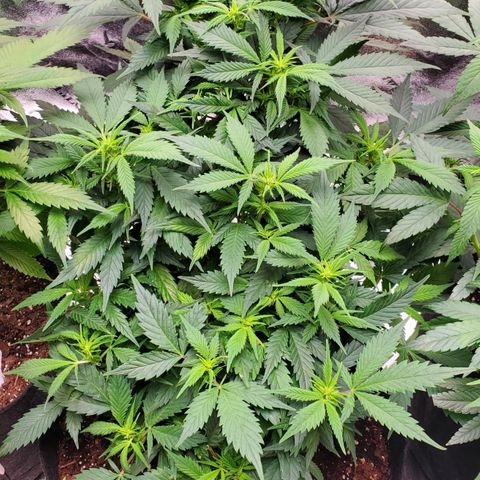 Spain(WW) growlog timeline photo
