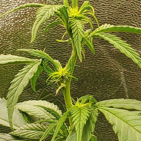 SD growlog timeline photo