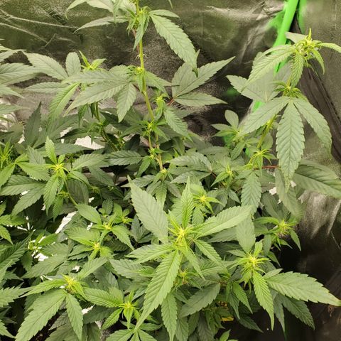 SD growlog timeline photo