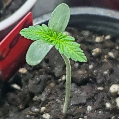 COS1 growlog timeline photo