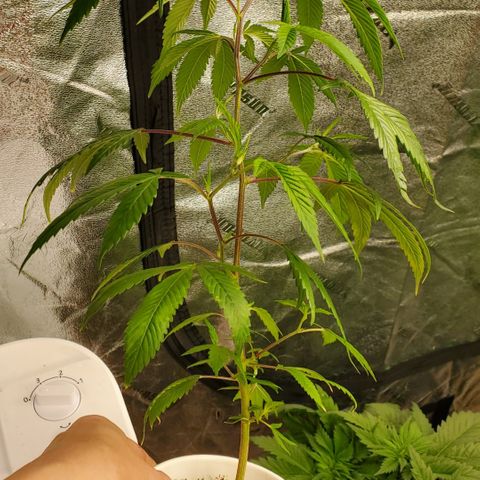 GSC1 growlog timeline photo