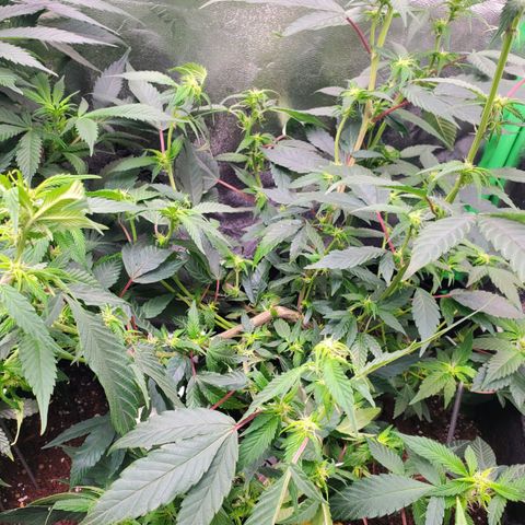 SD growlog photo: After fan fell on top and spent hours there.