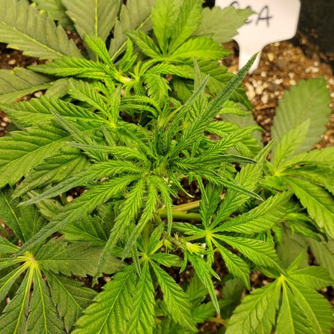 GCA growlog timeline photo