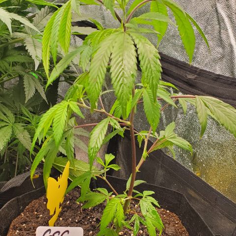 GSC1 growlog photo: Transplanted GSC into 5 gallon bag