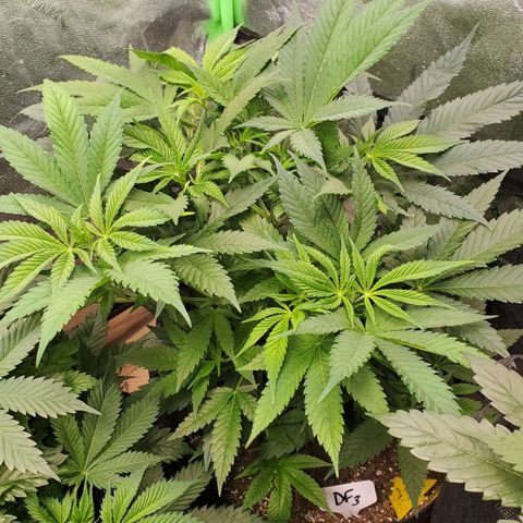DF3 growlog timeline photo
