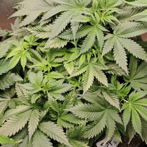 DF2 growlog timeline photo