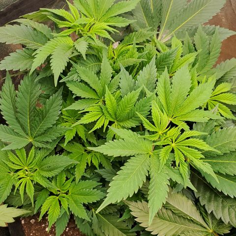 DF1 growlog timeline photo