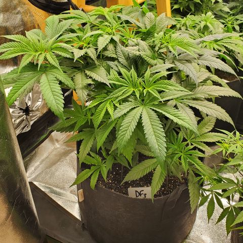 DF3 growlog photo: Moved DF3 to flower tent