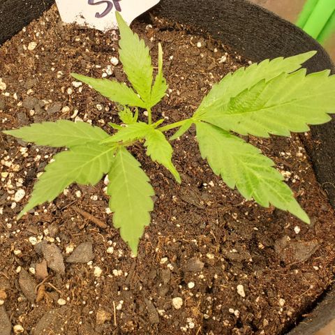 WW3 growlog photo: Transplant Day