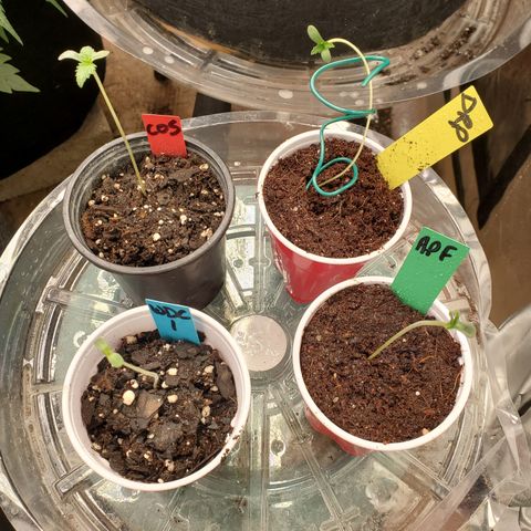 COS1 growlog timeline photo