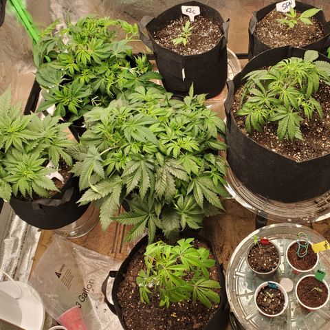 DF2 growlog timeline photo