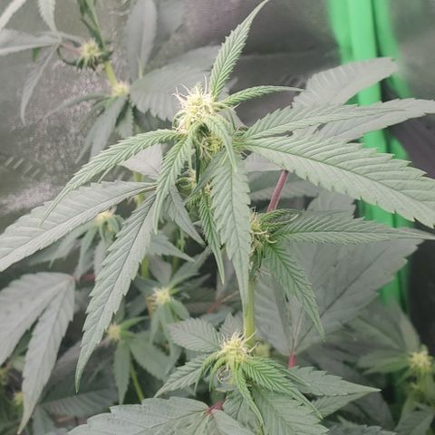 SD growlog timeline photo
