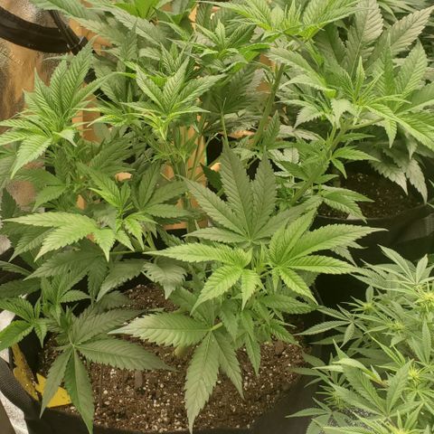 DF3 growlog timeline photo