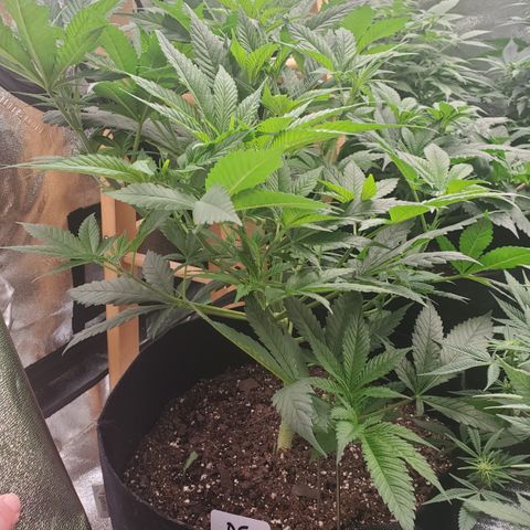 DF3 growlog timeline photo