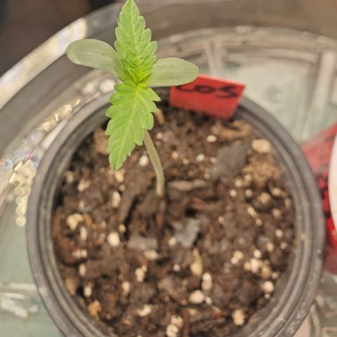 COS1 growlog timeline photo