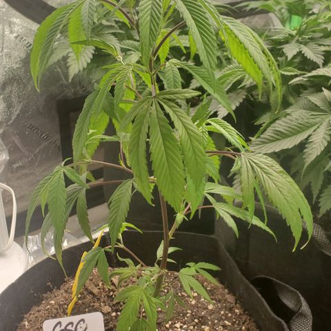 GSC1 growlog timeline photo
