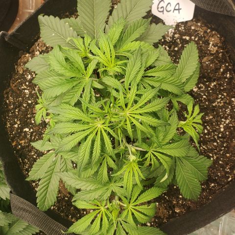 GCA growlog timeline photo