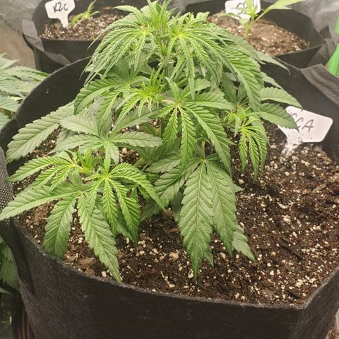 GCA growlog timeline photo