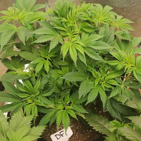 DF1 growlog timeline photo