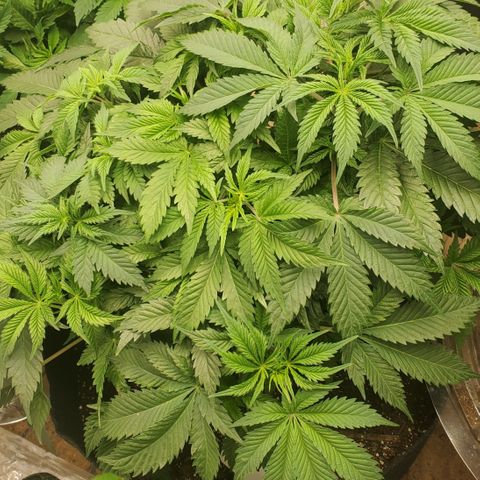 DF2 growlog timeline photo