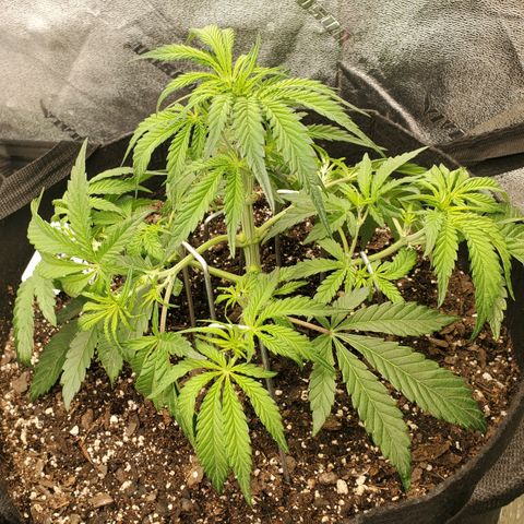 GCA growlog timeline photo