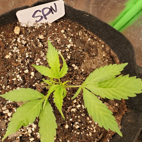 WW3 growlog timeline photo