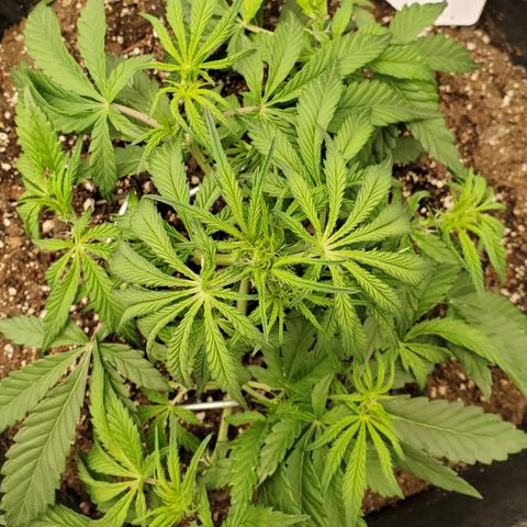 GCA growlog timeline photo