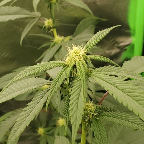 SD growlog timeline photo
