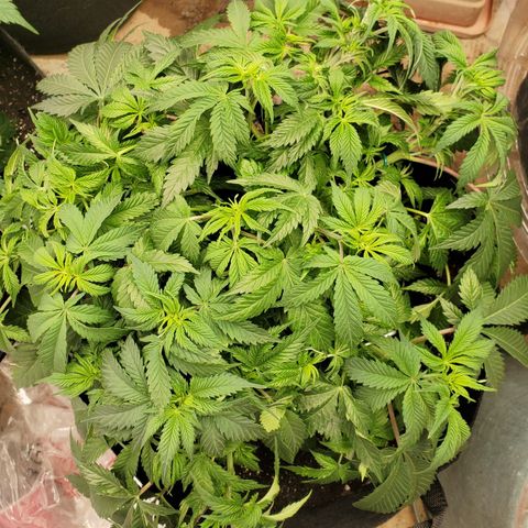 DF2 growlog timeline photo