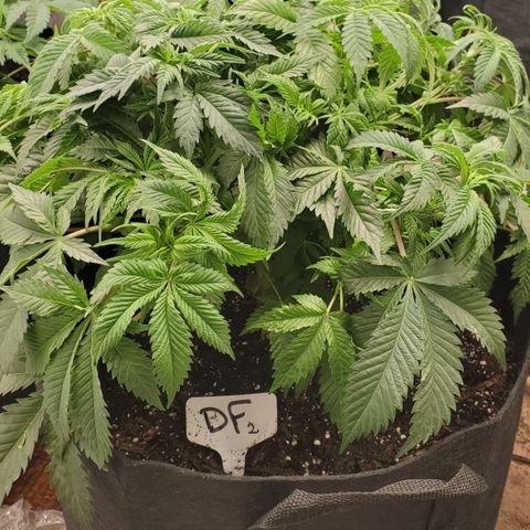 DF2 growlog timeline photo