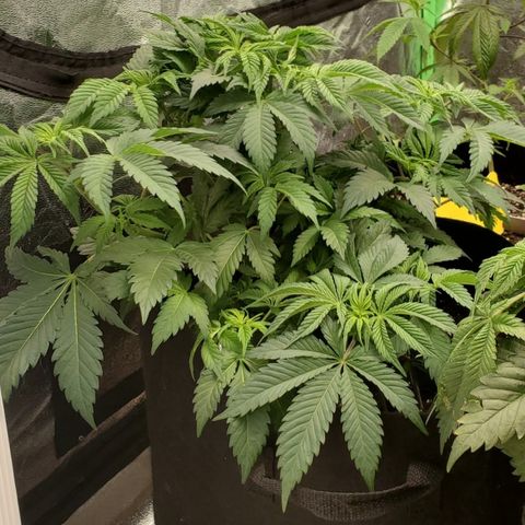 DF1 growlog timeline photo