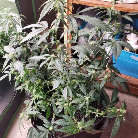 SD growlog timeline photo