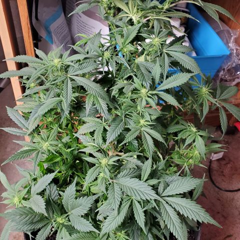 Spain(WW) growlog timeline photo