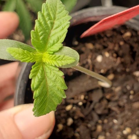 COS1 growlog timeline photo