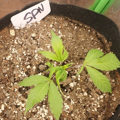 WW3 growlog timeline photo