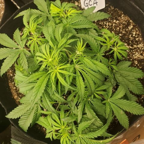 GCA growlog timeline photo