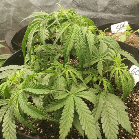 GCA growlog timeline photo