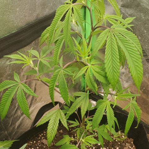 GSC1 growlog timeline photo