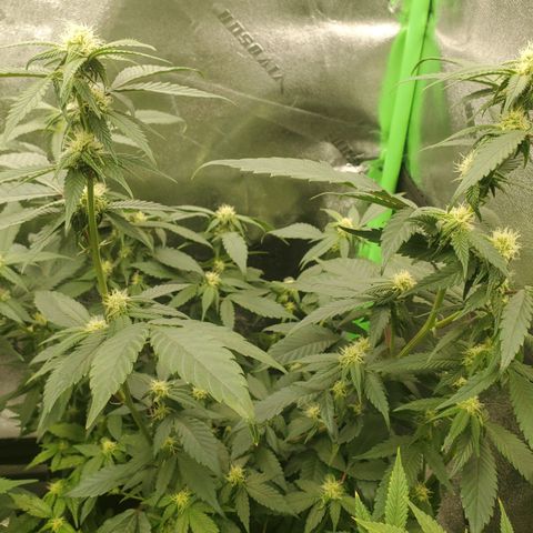 SD growlog timeline photo