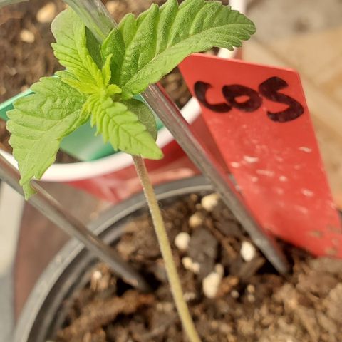 COS1 growlog timeline photo