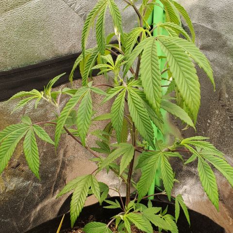 GSC1 growlog timeline photo