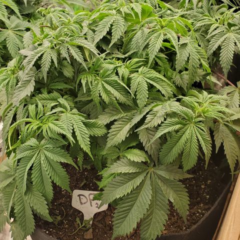 DF2 growlog timeline photo