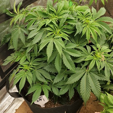 DF1 growlog timeline photo