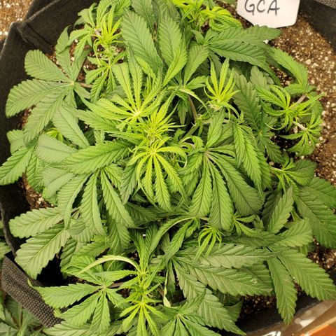 GCA growlog timeline photo