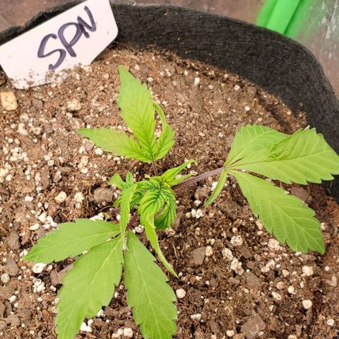 WW3 growlog timeline photo