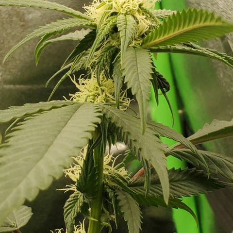 SD growlog timeline photo