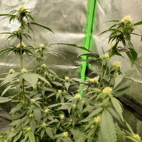 SD growlog timeline photo