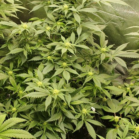 Spain(WW) growlog timeline photo