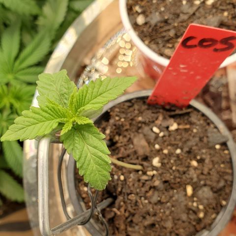 COS1 growlog timeline photo